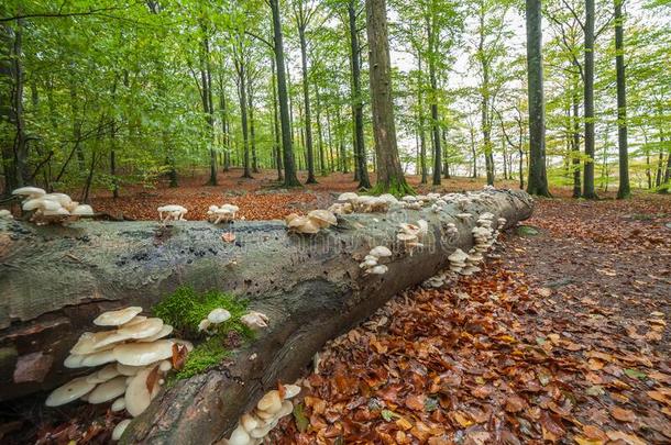 平的白色的蘑菇生长的向树树干采用森林