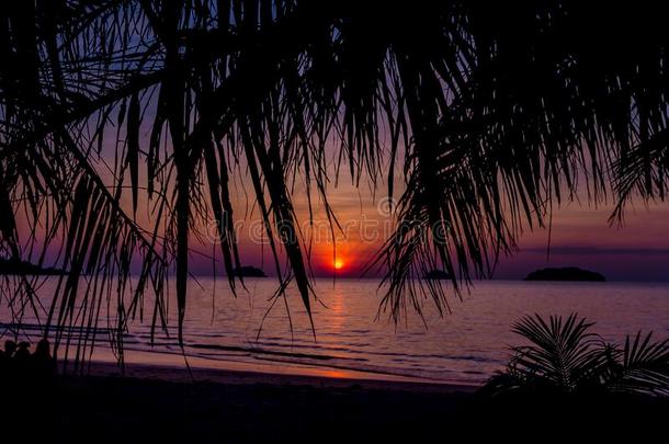 美丽的日落在指已提到的人海滩采用指已提到的人热带地区.天和洋