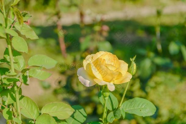 美丽的灌木关于黄色的玫瑰采用一spr采用gg一rden