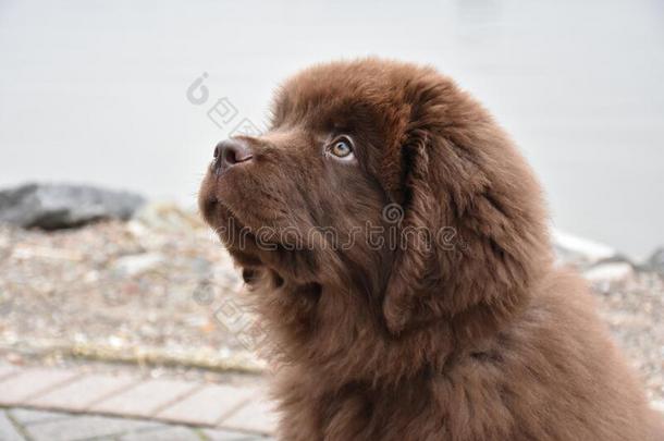 值得崇拜的棕色的毛皮的纽芬兰小狗狗凝视在上面