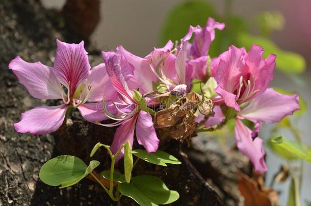 <strong>羊蹄甲</strong>属植物花粉红色的