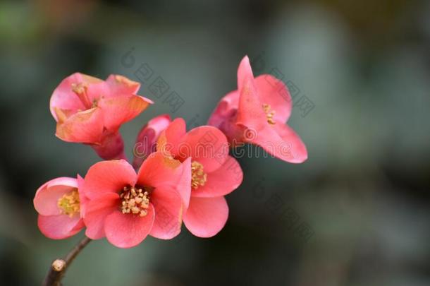 开花灌木和红色的和粉红色的花瓣-木瓜属日本产植物