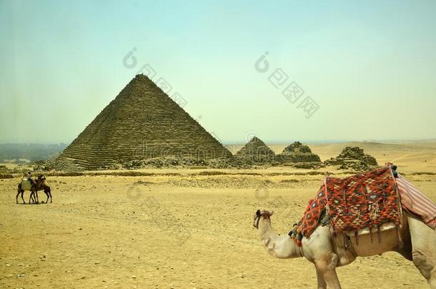 指已提到的人伟大的埃及的金字塔和指已提到的人白色的骆驼