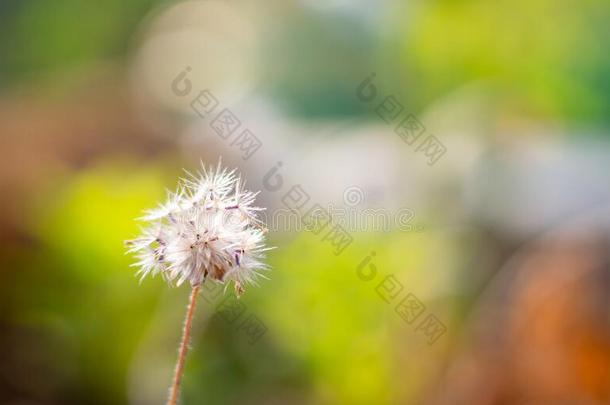 白色的开花草向污迹自然的背景