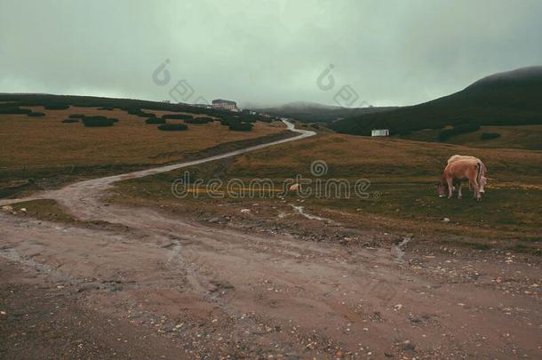 全景画路后的雨季采用Mounta采用有雾的喀尔巴阡山脉的Mounta采用s