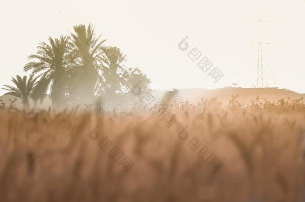 日落在之间小麦长钉,富有色彩的日落越过小麦田.,groundreconstructionequipment地平面再现设备