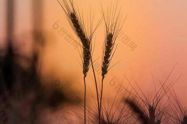 小麦田和金色的天,照片关于成熟的小麦穗,谷物田
