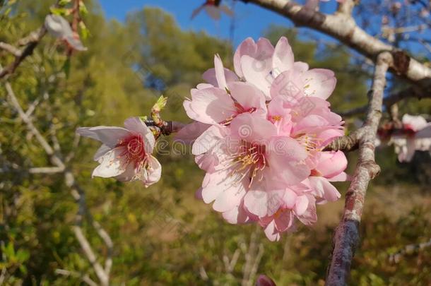 粉红色的<strong>杏树</strong>花花反对一蓝色天,vern一l盛开的