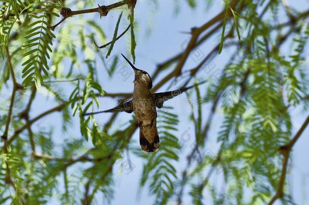 蜂鸟给食向树精力