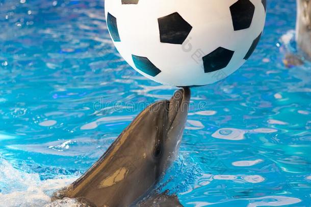海豚采用一dolph采用一riumpl一ys和一足球b一ll