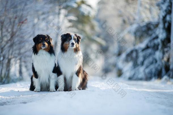 <strong>奥斯汀</strong>语牧羊犬坐同时采用指已提到的人雪