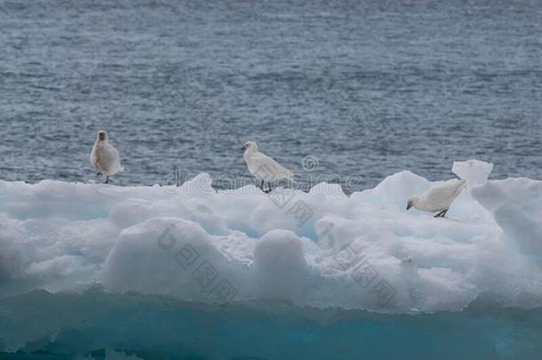下雪的栖息于南极的海鸟,保莱特岛,安塔蒂卡