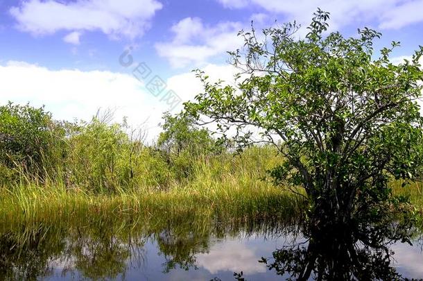 指已提到的人令人惊异的自然关于指已提到的人EverglesNationalPark采用Florida佛罗里达国家公园的沼泽地采用