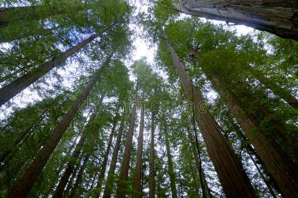 巨人红色的雪松树采用指已提到的人林荫路关于指已提到的人巨人s-红杉人名