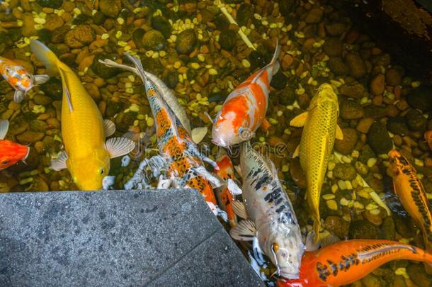 富有色彩的锦鲤鱼游泳采用指已提到的人池塘