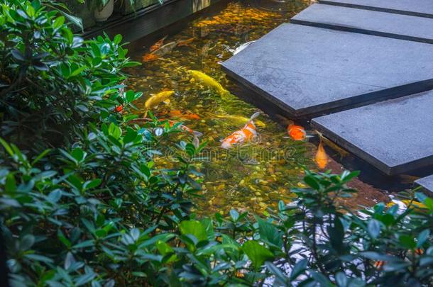 花园风景和美丽的人造的锦鲤<strong>鱼池</strong>塘