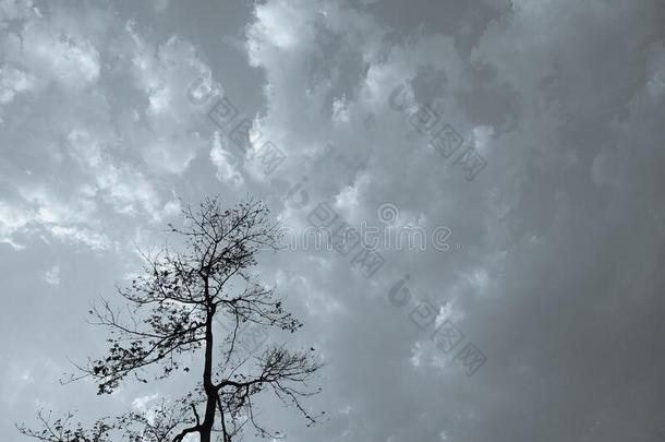 一美丽的照片关于下雨的天和无叶的树