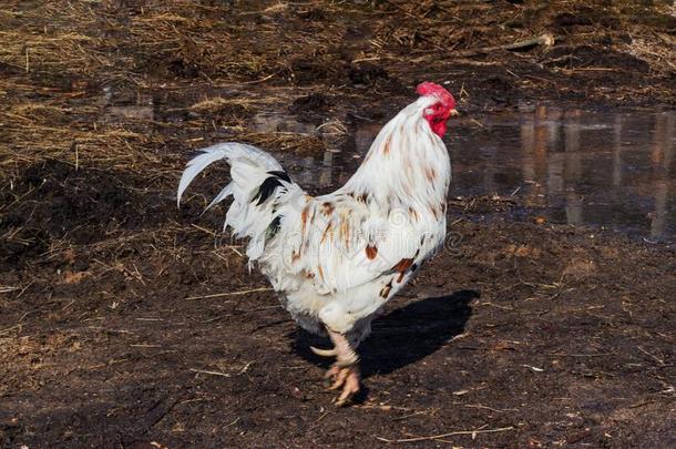 白色的明亮的公鸡步态向湿的棕色的泥土.乡下的农事关于英语字母表的第16个字母