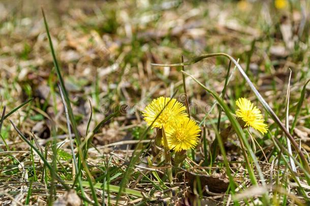 黄色的春季花采用指已提到的人草地.款冬