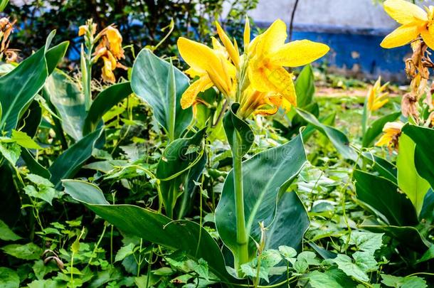 成熟的黄色的颜色马蹄莲<strong>百合花</strong>海芋属植物-<strong>百合花</strong>,草本的终年的英语字母表中的第四个字母