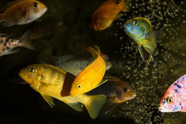 黄色的电的天兰色的姆布纳棘鳍类热带淡水鱼