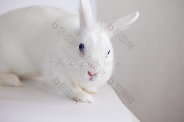 雪-白色的复活节兔子和蓝色眼睛.向一白色的