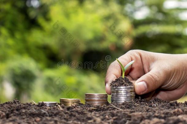 种植小的树在旁边手向coinsurance联合保险和自然的光.