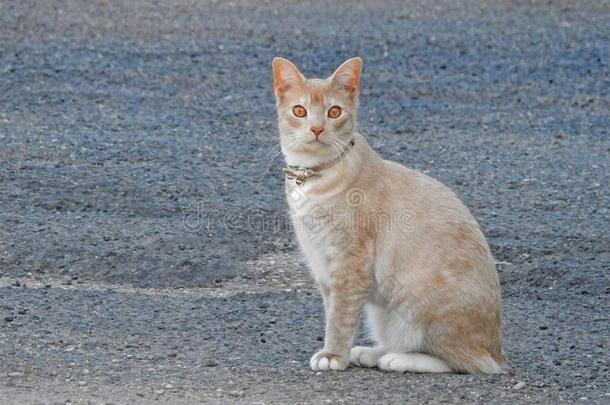 阿比西尼亚人十字架生育产短毛猫乳霜野生的家庭的catalogues商品目录英语字母表的第16个字母