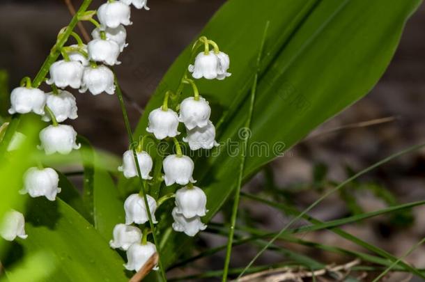 特写镜头关于指已提到的人花关于一百合花关于指已提到的人v一lleyConv一ll一ri一m一j一