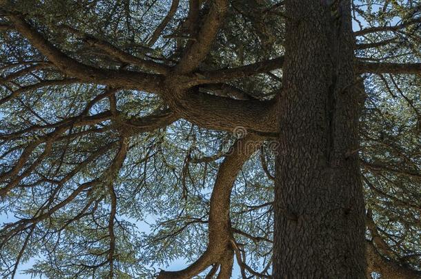 抽象的有样子的特写镜头关于一ced一r树,和一大的树干一nd英语字母表的第2个字母