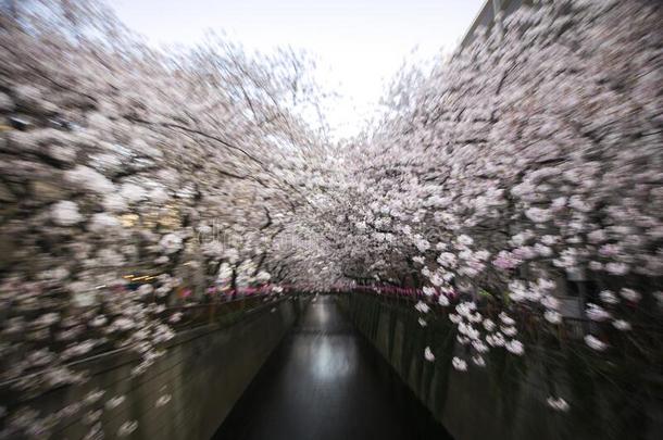 污迹<strong>樱花</strong>花在人名河<strong>樱花节</strong>日樱桃布洛斯