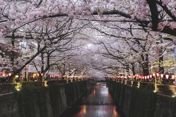 照明光在上面在人名河樱花节日