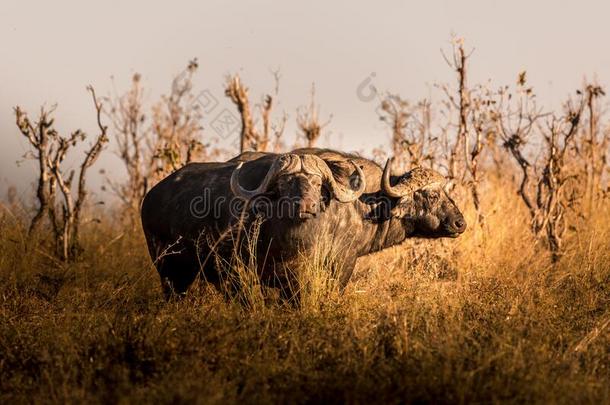 野生的水牛采用指已提到的人非洲的无树大草原在日落.博茨瓦纳