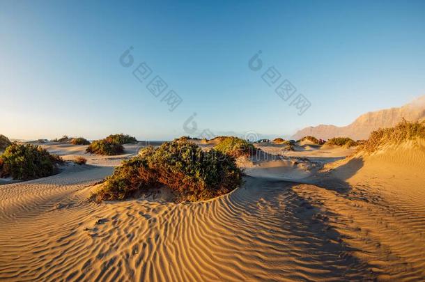 沙的沙丘和植物在日落采用法玛拉海滩,兰萨罗特岛休闲健身中心