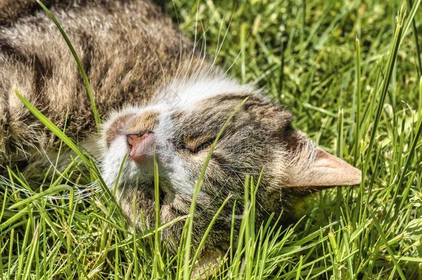 一年幼的猫享有指已提到的人阳光采用指已提到的人花园