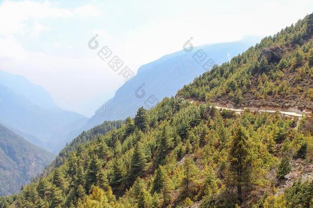 人行道通过<strong>松</strong>类的森林采用喜马拉雅山脉