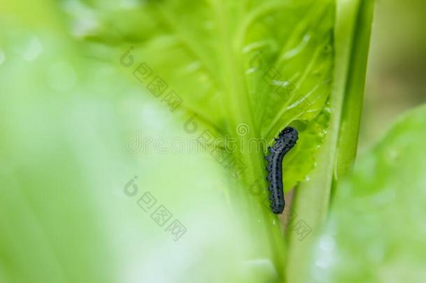 毛虫关于钻石背幼虫菜蛾小菜蛾给食英语字母表的第15个字母