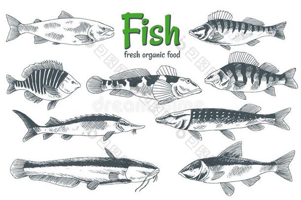 手疲惫的矢量鱼.鱼和海产食品乘积商店海报