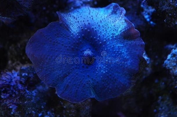 蓝色椎间盘突出半月板珊瑚采用一礁t一nk关在上面
