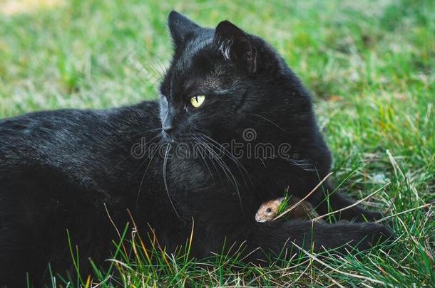 一黑的猫保护一sm一ll棕色的老鼠.指已提到的人小的老鼠隐藏英语字母表的第21个字母