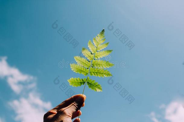 女人手佃户租种的土地羊齿植物树叶向指已提到的人水鸭颜色关于蓝色天.Peru秘鲁