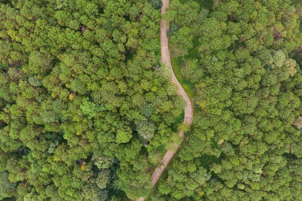 空气的看法关于弯曲的路和松树树森林采用mounta采用.Seychelles塞舌尔