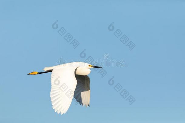 伟大的白色的白鹭阿尔代亚晨曲鸟飞行的