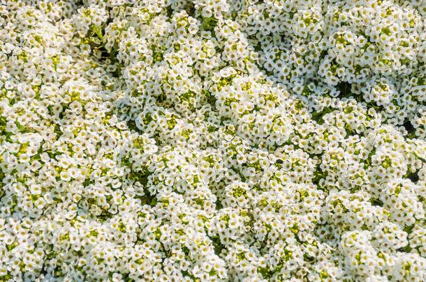 盛开的白色的半边莲属玛丽蒂玛,或普通的十字花科的一年生植物玛蒂姆