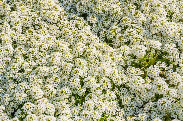 盛开的白色的<strong>半边</strong>莲属玛丽蒂玛,或普通的十字花科的一年生植物玛蒂姆