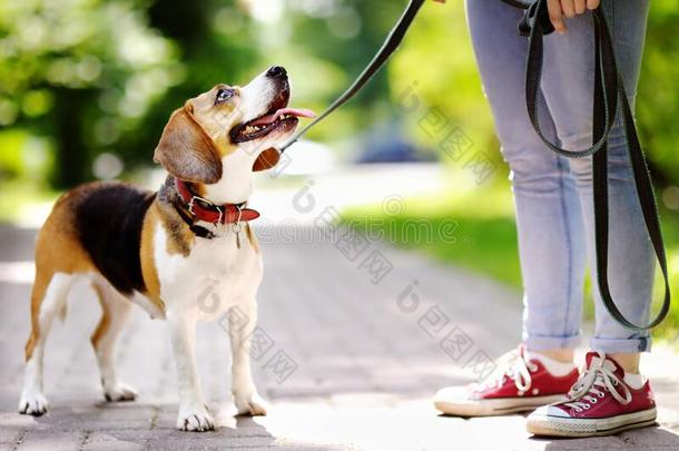 顺从的猎兔犬狗和他的物主.步行关于动物照片