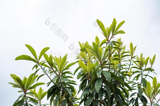 枇杷树叶从指已提到的人枇杷树枇杷属日本产植物也呼唤