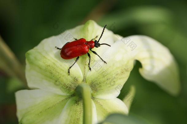 一红色的百合花甲壳虫,百合花,给食向一白色的Sn一ke`英文字母表的第19个字母-