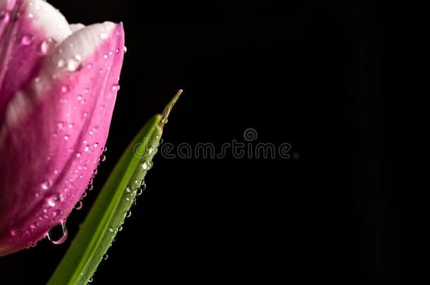 粉红色的郁金香花和水小滴