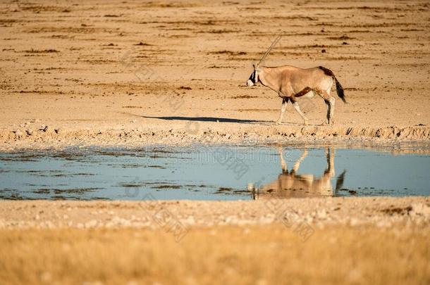 一羚羊步行一起指已提到的人干的干燥的干旱的沙漠
